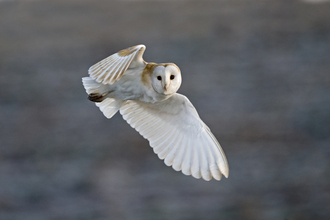 Barn Owl - David Tipling
