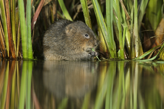 Water Vole Terry Whittaker/2020VISION
