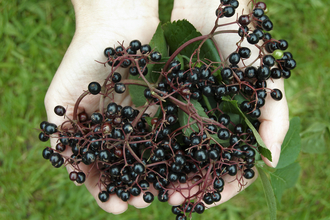 Elderberries held in hands over a grassy lawn, The Wildlife Trusts