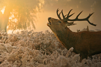 Red deer stag in orange autumn morning light, The Wildlife Trusts