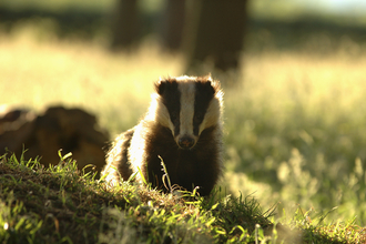 Badger in sunlight the wildlife trusts