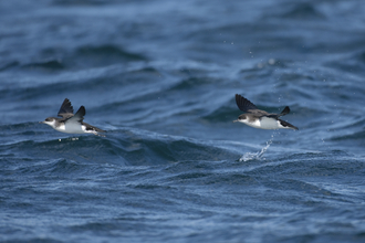 Two manx shearwaters fly above waves, The Wildlife Trusts