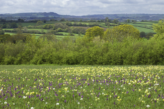 Wildflower meadow with early purple and green winged orchid, and cowslips in bloom, The Wildlife Trusts