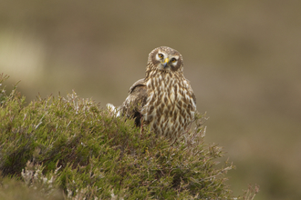 Adult hen harrier female perched on heather on moorland, the Wildlife Trusts