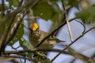 Goldcrest sitting in a tree, looking at the camera with crest prominently displayed, The Wildlife Trusts
