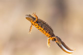 Great crested newt with underside in view, the Wildlife Trusts