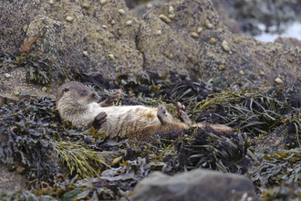 A young European otter lying on back drying off on seaweed