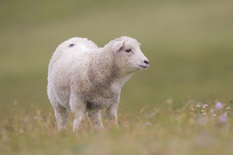 A sheep standing in a field in Shetland, The Wildlife Trusts