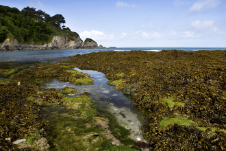 Rockpools and seaweed on the shore in summer, The Wildlife Trusts