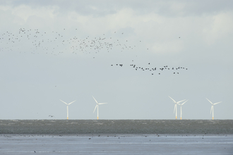 wind turbine wildlife trust