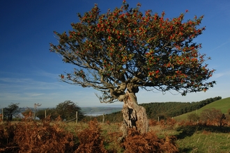 Ancient holly tree - The Hollies nature reserve
