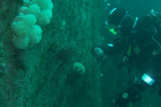 Diver on an underwater survey