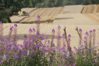 Field being harvested with pink flowers in front