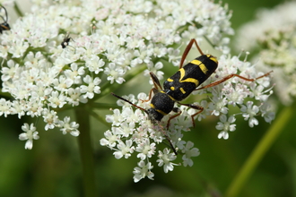 A wasp beetle, with a black-and-yellow body mimicking a wasp, walks across the frothy white flowerhead of an umbellifer