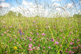 Wild flower meadow at Chimney Meadows