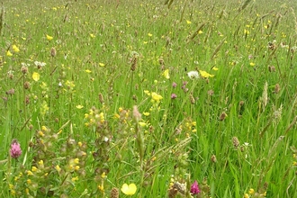 Sunny meadow_yellow rattle 
