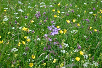 Colourful wildflowers in meadow