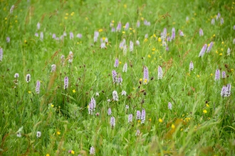 Spotted orchids on a sunny day in a meadow