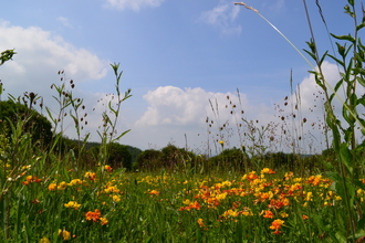 Wildflower meadow with orange and yellow