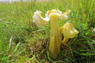 waxcap mushroom on a sunny day