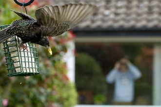 Starling on bird feeder from window