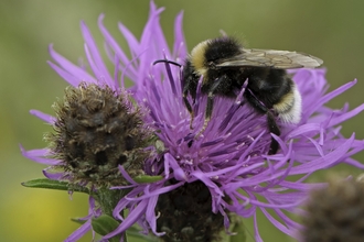 Photograph of a bee in a meadow