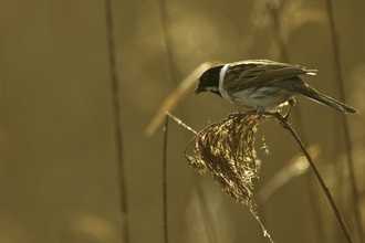 Reed bunting in golden hour