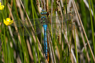 Emperor Dragonfly on a blade of grass