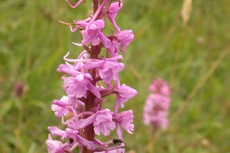 Pink fragrant orchid in grass