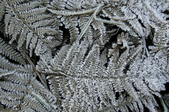 Leaves in frost wildlife trust