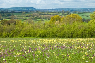 Purple orchid, green winged orchid and cowslips in bloom