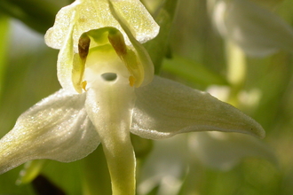 close up Greater butterfly orchid