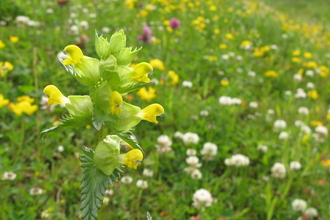 yellow rattle in a hay meadow