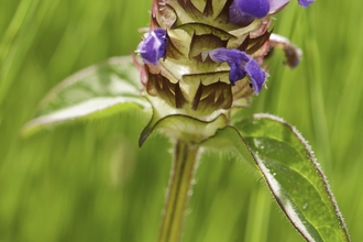 Selfheal in meadow on a sunny morning