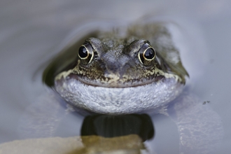 frog smiling