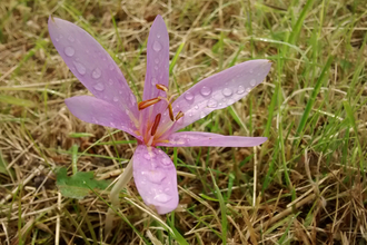 pinkmeadow saffron growing from ground