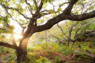 Atlantic oak wood, Achduart, Sutherland, Scotland
