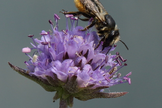 Bee on Devil's-bit scabious