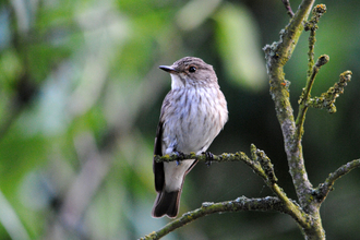 Spotted flycatcher on a branch