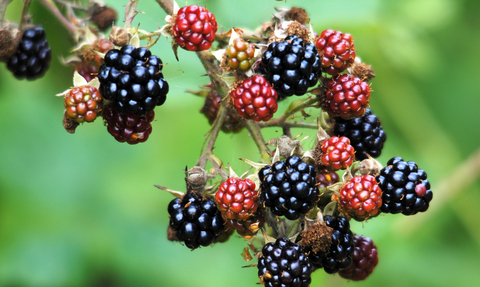 Bramble (blackberries)
