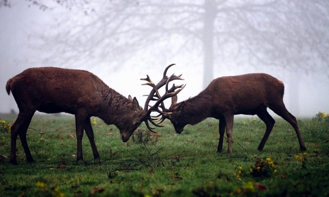 Red deer stags clashing, The Wildlife Trusts