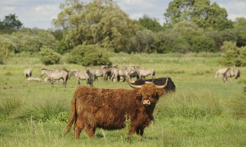 Highland cow in a field with grazing ponies in the background, The Wildlife Trusts