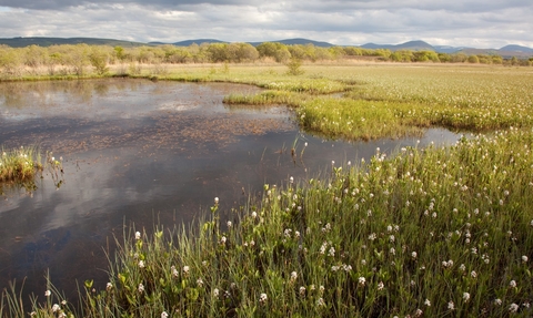 peat landscape