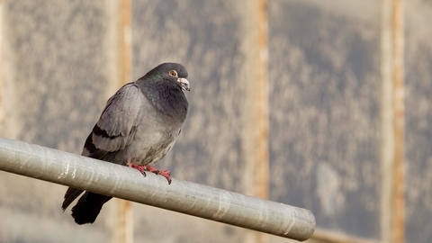 Rock dove/Feral pigeon