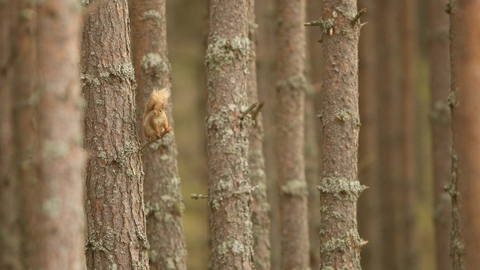 Red Squirrel on Scots Pine