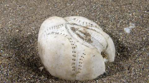 Sea potato shell