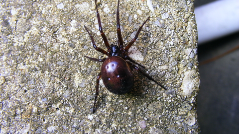 A false widow spider crawling over a stony surface