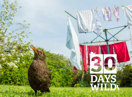 30 Days Wild letterhead