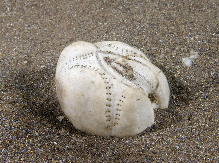 Sea potato shell