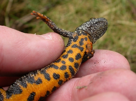 Great Crested Newt Belly (c) Philip Precey